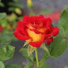 50 Pcs Red Yellow Rose Flowers Seed Yellow Inside Red Petal Rare Heirloon Rose