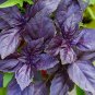 100 Pcs Purple Sweet Basil with Giant Leaves
