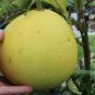 10 Pcs Heirloom Red Grapefruit Citrus maxima Hybrid Seeds
