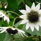 20 Pcs Italian White Sunflower Seeds