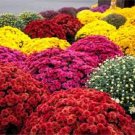 500 Pcs Heirloom Rare Ground-cover Chrysanthemum