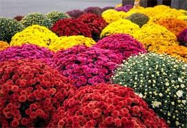 500 Pcs Heirloom Rare Ground-cover Chrysanthemum