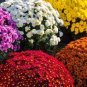 500 Pcs Heirloom Rare Ground-cover Chrysanthemum