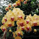 100 Pcs Orchid Flower Bonsai 20 Kinds Phalaenopsis Orchid Indoor 100 Pcs Orchid Flower Bonsai 20 Kinds Phalaenopsis Orchid Indoor