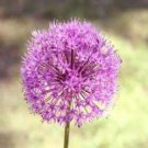 20 Pcs Allium Giganteum Seeds Purple Plant DIY Home Garden