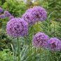 20 Pcs Allium Giganteum Seeds Purple Plant DIY Home Garden