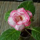 100 Pcs Gloxinia Bonsai Sinningia Gloxinia Flower Bonsai