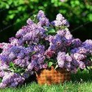 50 Pcs Colorful Bonsai Lilac Plant Japanese Lilac