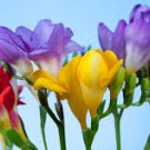 120 Pcs Colorful Freesia Seeds True Fragrant Gorgeous Freesia seedsplants Flowers Orchid