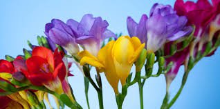 120 Pcs Colorful Freesia Seeds True Fragrant Gorgeous Freesia seedsplants Flowers Orchid