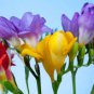 120 Pcs Colorful Freesia Seeds True Fragrant Gorgeous Freesia seedsplants Flowers Orchid