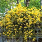 100 Pcs Climbing Jasmine Plant Rare Flower Bonsai Perennial Indoor Outdoor Plants 100 Pcs Climbing Jasmine Plant Rare Flower Bonsai Perennial Indoor Outdoor Plants