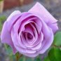 120 Pcs Sterling Silver Rose Seeds Romantic Color Good Gift