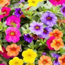 100 Pcs Mini Calibrchoa Million Bells Annual Flower Bonsai 100 Pcs Mini Calibrchoa Million Bells Annual Flower Bonsai