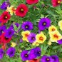 100 Pcs Mini Calibrchoa Million Bells Annual Flower Bonsai