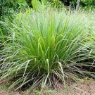 50 Pcs Grass Chasing Mosquitoes Seeds