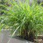 50 Pcs Grass Chasing Mosquitoes Seeds