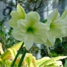 100 Pcs Green Hippeastrum Rutilum Flower