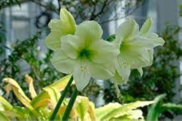 100 Pcs Green Hippeastrum Rutilum Flower
