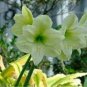 100 Pcs Green Hippeastrum Rutilum Flower