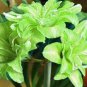 100 Pcs Green Hippeastrum Rutilum Flower