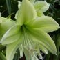100 Pcs Green Hippeastrum Rutilum Flower