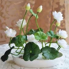 5 Pcs lotus seeds, bowl lotus water lily seeds rare Aquatic flower plant seed