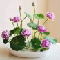 5 Pcs lotus seeds, bowl lotus water lily seeds rare Aquatic flower plant seed