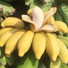 100 Pcs Big Hainan Yellow Banana Seeds