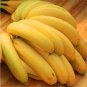 100 Pcs Big Hainan Yellow Banana Seeds