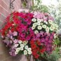 200 Pcs Rare Morning Glory Flowers Seeds Very Beautiful Perennial Flowers
