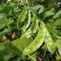 15 Pcs Heirloom 'Jinke' Green Hyacinth Bean Organic Seeds