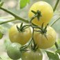 100 Pcs Hot Sale White Tomato Seeds for Home Garden Bonsai Fruits
