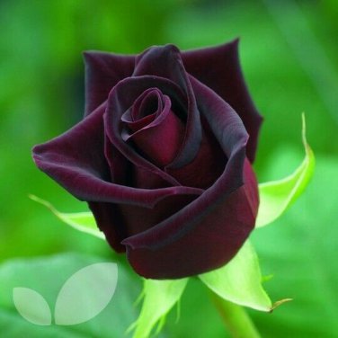 50 Pcs Black Baccara Rose Seeds
