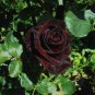 50 Pcs Black Baccara Rose Seeds