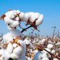 20 Pcs White Cotton Seeds