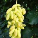 15 Pcs Golden Green Sweet Grape Organic Seeds 15 Pcs Golden Green Sweet Grape Organic Seeds