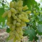 15 Pcs Golden Green Sweet Grape Organic Seeds
