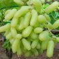15 Pcs Golden Green Sweet Grape Organic Seeds