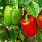 300 Pcs Heirloom 'Jinke' Long Giant Ox Horn Sweet Pepper Organic Seeds