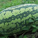 70 Pcs Lanzhou P2 Big Green Watermelon Seeds
