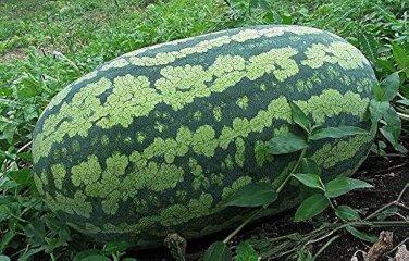 70 Pcs Lanzhou P2 Big Green Watermelon Seeds