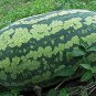 70 Pcs Lanzhou P2 Big Green Watermelon Seeds