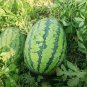 70 Pcs Lanzhou P2 Big Green Watermelon Seeds