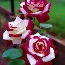 50 Pcs New Rare Red White Rose Flower Tree