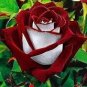 50 Pcs New Rare Red White Rose Flower Tree