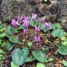 5 Pcs 'Qiguaidao' Purple Eastern Cyclamen Seeds 5 Pcs 'Qiguaidao' Purple Eastern Cyclamen Seeds