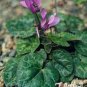 5 Pcs 'Qiguaidao' Purple Eastern Cyclamen Seeds