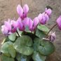 5 Pcs 'Qiguaidao' Purple Eastern Cyclamen Seeds