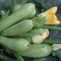 10 Pcs British Summer Courgette Hybrid F1 Seeds